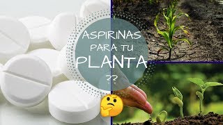 CON UNA SOLA ASPIRINA TUS PLANTAS CRECERAN  VERDAD O MITO  QUE CAUSA LA ASPIRINA EN UNA PLANTA [upl. by Aciram]