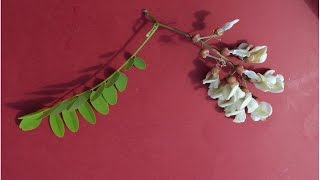 ACACIA BLANCA O FALSA ACACIA Robinia pseudoacacia [upl. by Aiek]