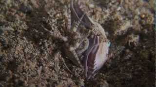 A Weird Underwater Predator  The Bobbit Worm in Anilao Philippines [upl. by Zellner853]