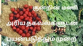 குன்றின்மணி அரிய தகவல்களுடன் பயன்படுத்தும் முறை Kundumani benefits in tamil  Chirmi beads [upl. by Ancelin89]