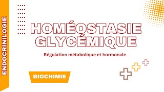 Régulation de la glycémie  Insuline glucagon et aspect biochimique [upl. by Otrebogir]