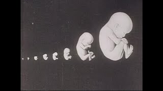 Reproductive System and Human Development Silent Jacob Sarnoff and Bray Productions 1925 [upl. by Assanav]