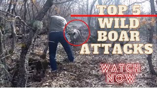 Top 5 Wild Boar Attacks  Wild Animal Attacks Close Call Compilation [upl. by Juley496]