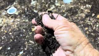 Vermiculture Worm Farm Questions amp Answers about Vermicompost and Worm Bins PawpawSammyAlyBug [upl. by Natlus]