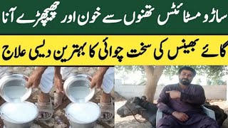 Mastitis Treatment for cows and BuffaloesSaaru ka desi ilajDairyfarmingSaqib vlogs [upl. by Yrakcaz]