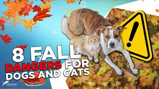 8 Fall Dangers for Dogs and Cats [upl. by Nahshu613]