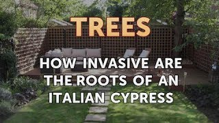 How Invasive Are the Roots of an Italian Cypress [upl. by Bettzel]