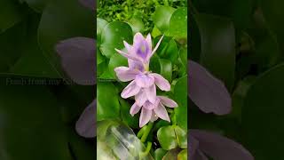 Water Hyacinth blooming timelapse [upl. by Nageet391]