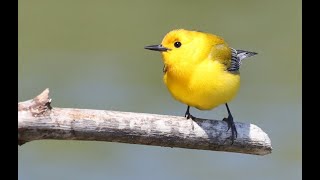 Swamp Candles The Prothonotary Warblers of Illinois [upl. by Octavus]