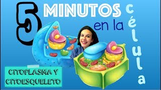 El Citoplasma y el citoesqueleto  5 minutos en la célula BioESOsfera [upl. by Ydeh860]