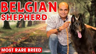 Belgian Shepherd  Rare Puppy Dog Breed in India Color Attack Barking Training Baadal Bhandaari [upl. by Ahsinev427]