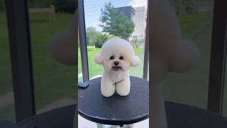 Top 10 cute puppy  cutest small dog breeds  which dog best for home in India dog cute shorts [upl. by Ecirtael]