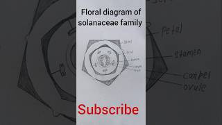 Floral diagram of solanaceae family easy pratical youtubeshorts [upl. by Hannahoj]