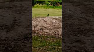 Parrots in naqvi park nehru park  Aligarh parrot nehrupark naqvipark aligarh [upl. by Engud848]