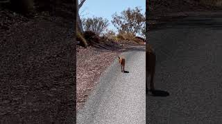 Dingo out Hunting wilddog australianwildlife shorts [upl. by Ykcor427]