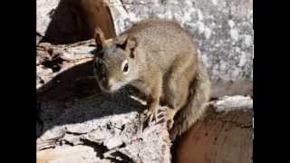 SONIDO DE LA ARDILLA SOUND OF SQUIRREL  carlosmanfacebookxblogspotcom [upl. by Hgielah]