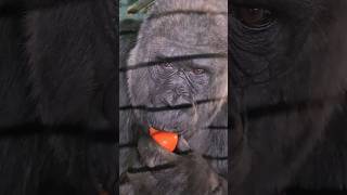 Gorilla eating tomatoes gorilla eating asmr satisfying [upl. by Osher150]