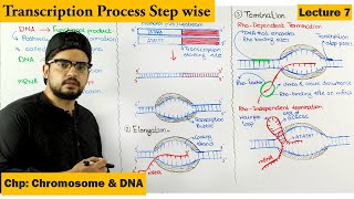 Transcription  Gene Expression  Lecture 7 [upl. by Sanfourd66]