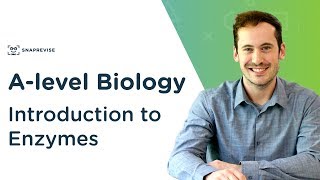 Introduction to Enzymes  Alevel Biology  OCR AQA Edexcel [upl. by Eisaj]