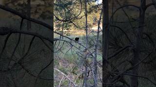 Brown bear Lake Tahoe near state line nature bear tahoe summer24 [upl. by Milinda67]