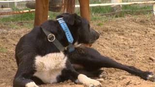 Working Cattle Dogs [upl. by Aelahc]