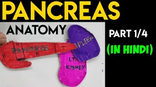 Pancreas Anatomy 14  Head amp Neck of Pancreas  Abdomen Anatomy [upl. by Aidil]