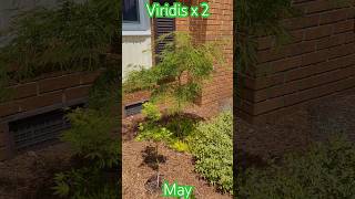 Viridis Weeping Laceleaf Japanese Maple May [upl. by Akemed]