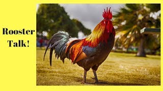 Rooster Talk  What Weve Learned About Roosters [upl. by Farr]