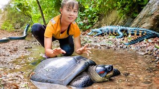 Find Catch A Lot Of Softshell Turtle In The Rock Crevice Goes To Market Sell  Catch Reptiles [upl. by Anaed]