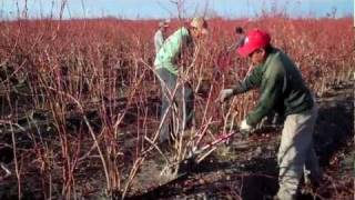 How to Prune Blueberry Bushes  Expert Blueberry Famers Advice [upl. by Anibur833]