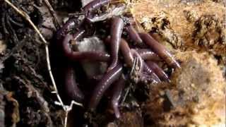 Indian Blue WormsPerionyx excavatus In Worm Bin [upl. by Flor]