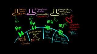 Schneid Guide to Cholinergic Junctions [upl. by Adnahsed203]