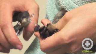 How to Trim Cats Nails  Feline Nail Trim [upl. by Nawat]