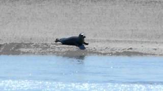 Phoque en Baie de Somme Le Hourdel [upl. by Kalie665]