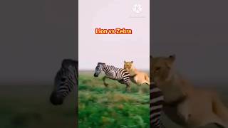 lion vs zebra fight video shorts animals shortsfeed lion zebra babacrispydish [upl. by Navetse]