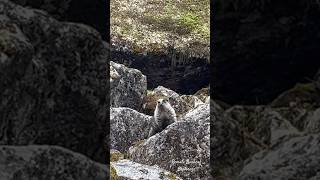 Hoary Marmot in Alaska blends in with its surroundings [upl. by Daye299]