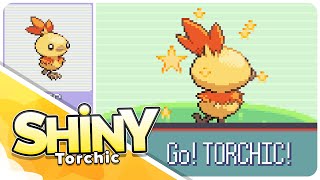 Live Shiny Female Torchic in 4770 SRs in Ruby [upl. by Oetsira165]