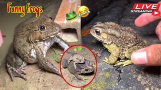 Catch the big funny frog  Catching a frog wants to laugh  Catch a frog for fun funny frog [upl. by Nesbitt]