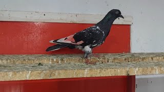 1st Kabootar Bath Gya  Hashim Mahmood Pigeons [upl. by Yelsnik]