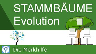 Stammbäume erstellen amp verstehen  Prinzipien der Stammbaumentwicklung  Evolution 22 [upl. by Nrubyar]