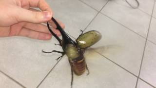 Largest beetle in the world flies [upl. by Dreda]