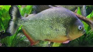 Pygocentrus nattereri  redbellied piranha [upl. by Richers958]