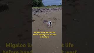 Migaloo living her best life at the Beach puppy cutedog dogslife beachlife beach farmlife [upl. by Anowahs]