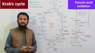 Krebs cycle  pyruvic acid oxidation  Citric acid cycle  Tricarboxylic acid cycle [upl. by Sirmons]