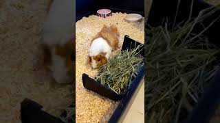 Guinea Pig Popcorns When Given New Hay Shorts [upl. by Riccardo180]