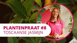 Plantenpraat 8  Toscaanse jasmijn [upl. by Peregrine1]