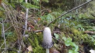 soomustindik Coprinus comatus [upl. by Daahsar]