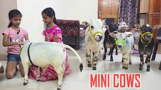 Adorable Mini Cows Visit Our House  They are the Cutest 🥰  Nadipathy Goshala [upl. by Aia373]