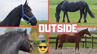 The horses enjoy being outside  A relaxed evening walk  Friesian Horses [upl. by Calderon678]