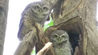 Spotted owlet Find nest hole on the tree  Owl Nest in Tear wood  Cute Owls [upl. by Tezzil]